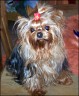 Pichu - 3 Jahre