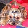 Lissy - 3 Jahre