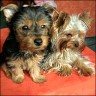 Francy & Jerry