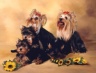 thm_yorkie1.jpg