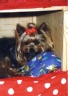 thm_yorkie11.jpg