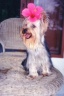 thm_yorkie19.jpg