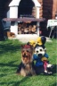 thm_yorkie20.jpg