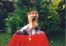 thm_yorkie27.jpg