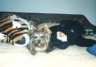 thm_yorkie28.jpg