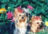 thm_yorkie29.jpg