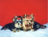 thm_yorkie3.jpg