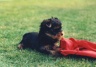 thm_yorkie31.jpg