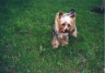 thm_yorkie32.jpg
