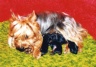 thm_yorkie33.jpg