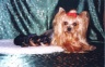 thm_yorkie34.jpg