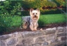 thm_yorkie35.jpg