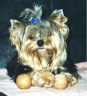 thm_yorkie39.jpg