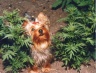 thm_yorkie4.jpg