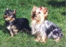 thm_yorkie5.jpg