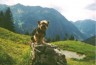 thm_yorkie51.jpg