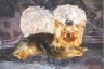 thm_yorkie52.jpg