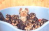 thm_yorkie53.jpg