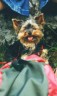 thm_yorkie54.jpg