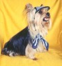 thm_yorkie55.jpg
