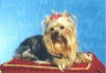 thm_yorkie57.jpg