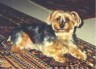 thm_yorkie58.jpg