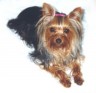 thm_yorkie59.jpg