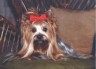 thm_yorkie60.jpg