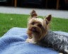 thm_yorkie64.jpg