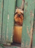 thm_yorkie7.jpg