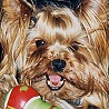 Is the Yorkie brought up to yap?