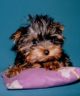 How a Yorkie whelp learns to get house-trained