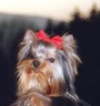 �lterer Yorkie, was ist zu beachten?